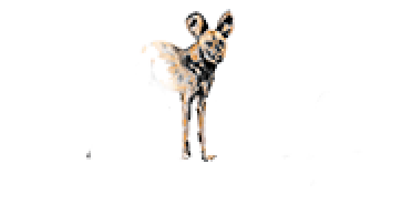 Jacis Lodges Logo