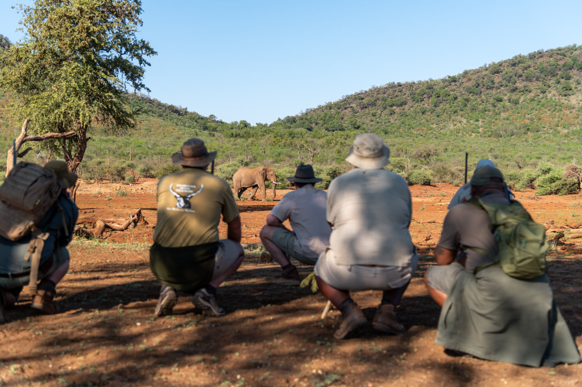 Big 5 wilderness safari