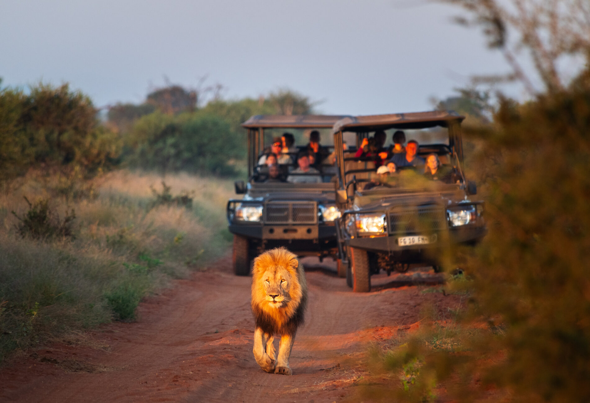 Madikwe Game Reserve